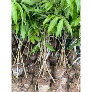 Cây giống VẢI THIỀU LỤC NGẠN ( cây ghép chuẩn giống cao 60 70 cm)