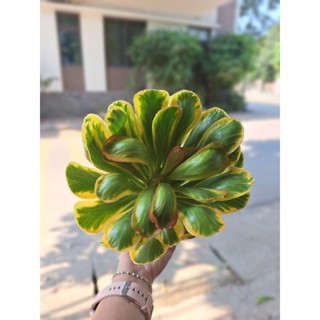 Cây sen đá Kì lân Lafa Garden, sen đá nhập cây to khỏe, lá var vàng xanh