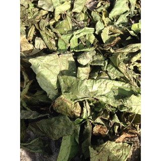 1Kg Bán Chi Liên (Sao vàng hạ thổ,  khô, thơm) Hoàng cầm râu hỗ trợ K, U bướu