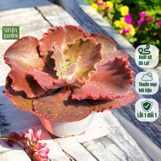  Sen đá bắp cải huyết long SONDA garden size đại đường kính 18-22cm  cây cảnh trang trí nhà cửa lỗi 1 đổi 1 