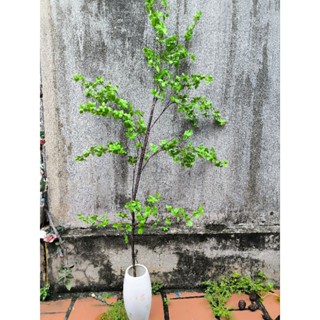 Cành Thạch nam giả cao 180 cm, nhiều lá, cắm lọ siêu đẹp