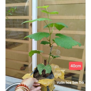 (VHST giao trong ngày) Cây NHO KẸO.