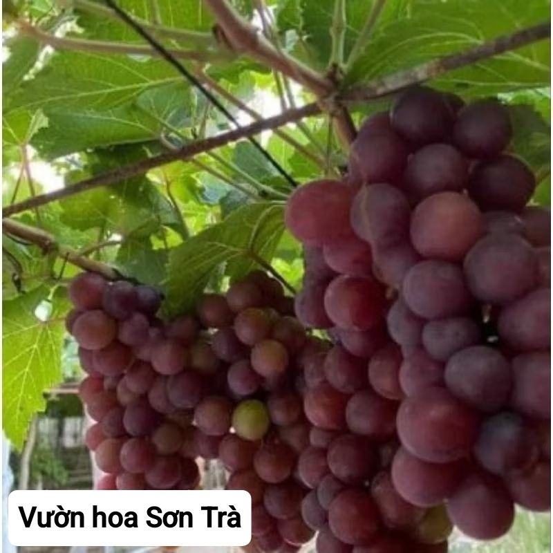 (VHST giao trong ngày) Cây NHO KẸO.
