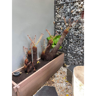 cây giống dương xỉ thân gỗ