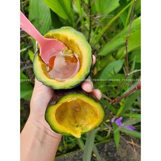 Mật mía dạng cốt đậm đặc