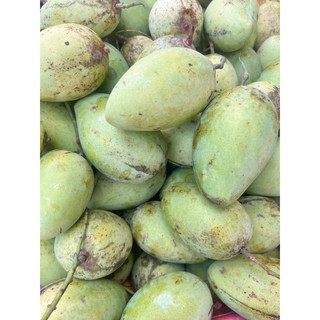 XOÀI CÁT CHU CHÍN 💥💥 (Combo 2Kg)