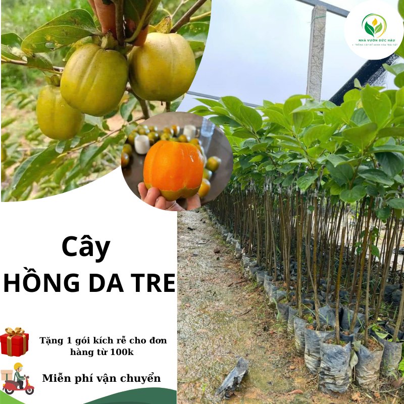 cây giống Hồng Da Tre ( cây ghép chuẩn giống F1) hồng da tre thái nguyên