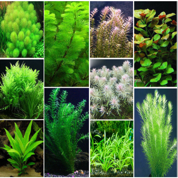 Cây Thuỷ Sinh Cắt Cắm - Cây Cắt Cắm Phổ Biến Không Cần Co2, Dễ Trồng
