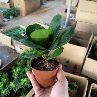 Cây Bàng Singapore mini 12-15cm