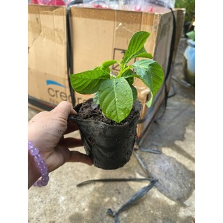 Chậu cây giống dưa tây