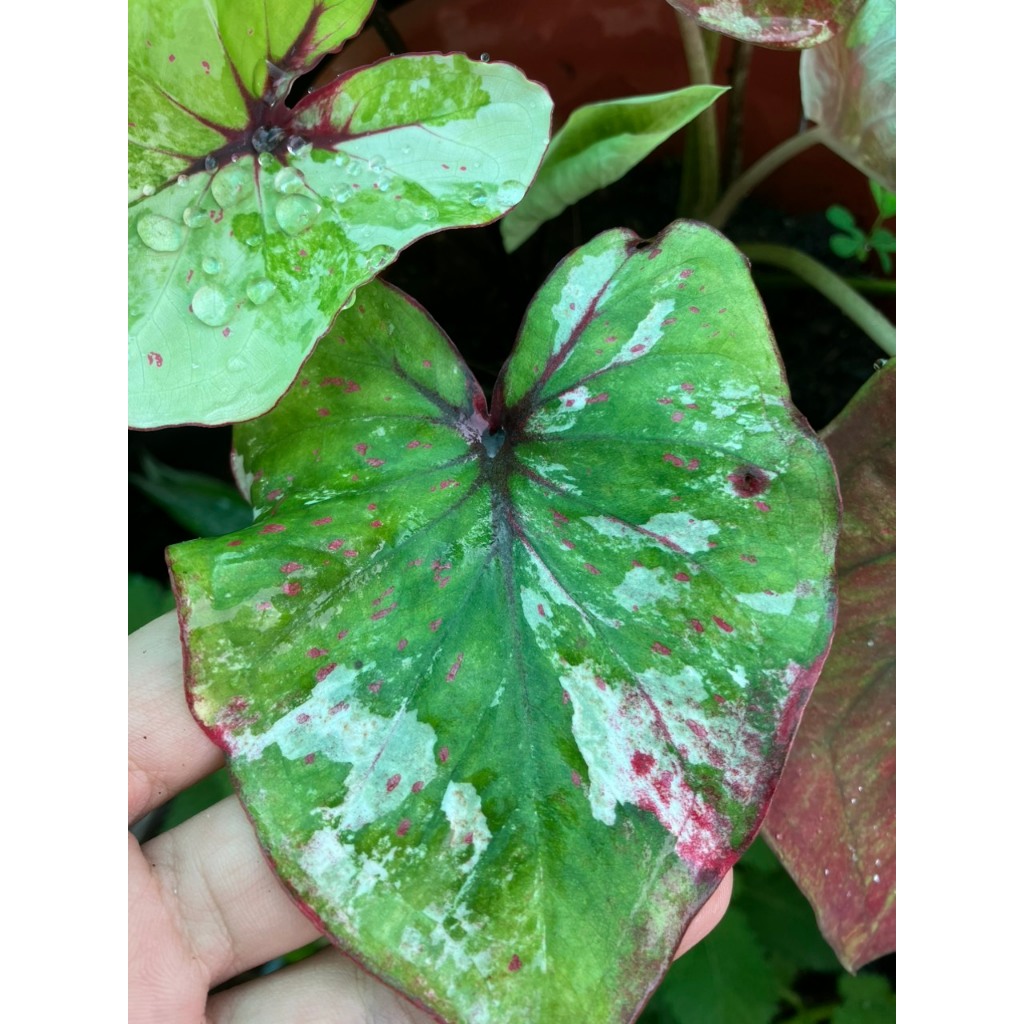 Cây môn kiểng caladium