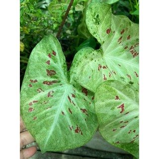 Cây môn kiểng caladium