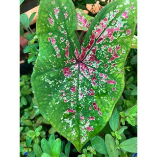 Cây môn kiểng caladium
