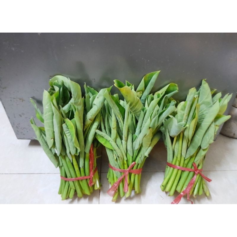 1 bó nõn khoai, búp khoai của cây khoai Ngọc Môn ( giống của Thái)