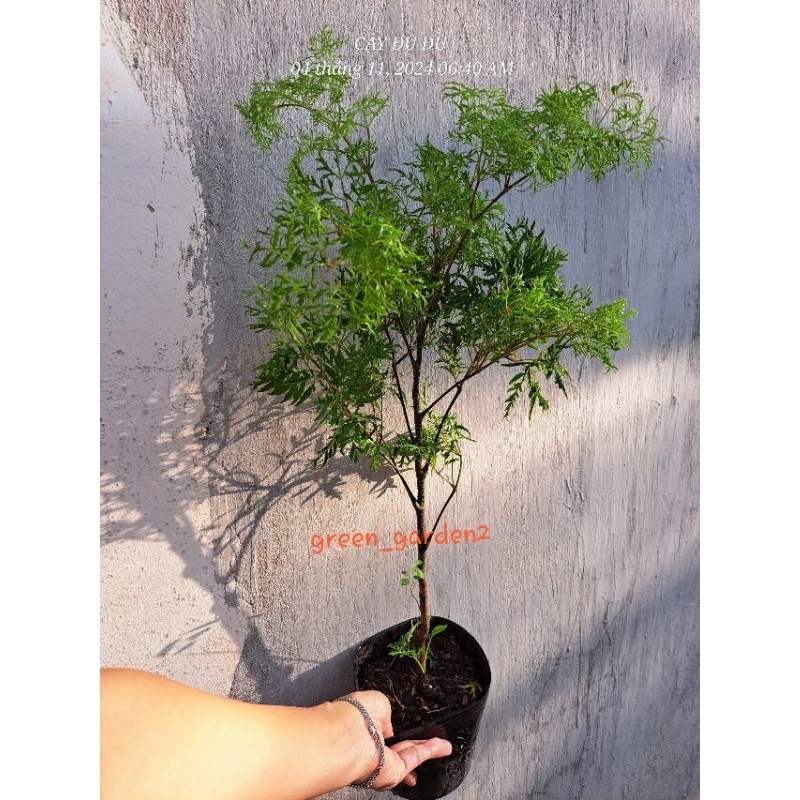 Cây đinh hương hay đinh lăng lá nhuyễn