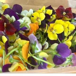 Hoa trang trí ăn được / edible flowers (viola / cẩm chướng / cơm cháy / thanh trúc / thanh trúc sao / hỗn hợp) 12-50g