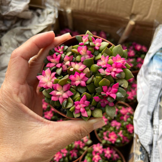 sen đá Hồng Sao size chậu 8cm