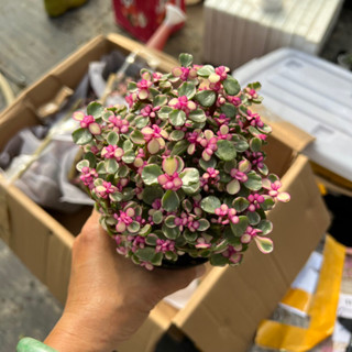 cây sen đá Đola anh đào hồng bụi size to 10-12cm, cây cảnh trang trí nhà cửa THUANPHAT GARDEN