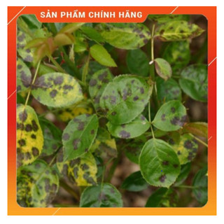 PHAYBUC 325SC Diên Khánh - Kỹ Sư Lang