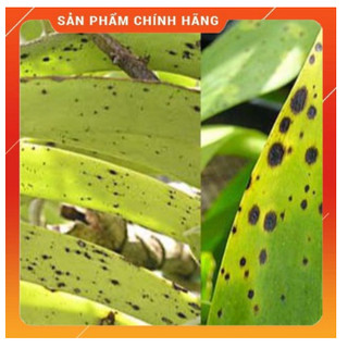 PHAYBUC 325SC Diên Khánh - Kỹ Sư Lang