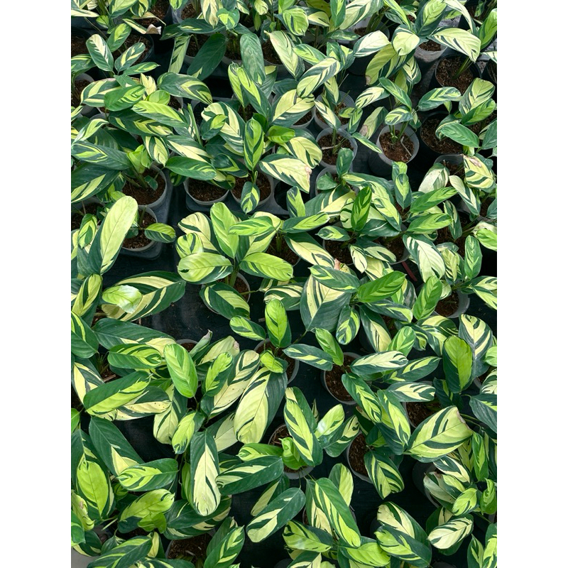 Chậu Mềm Đuôi Công Yellow Fushion