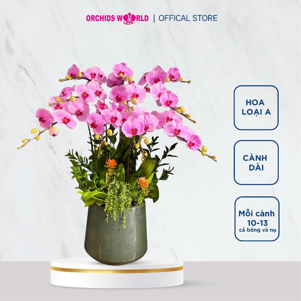 Chậu Lan Hồ Điệp 10 Cành Hồng Dịu Dàng -Orchids World-Phong cách trang nhã