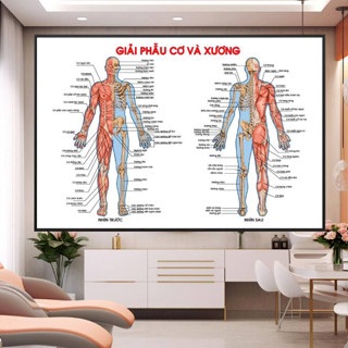 Tranh cơ xương, huyệt đạo dưỡng sinh, Tranh tráng gương y tê, decor phòng y khoa