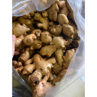 500gram-1kg GỪNG TƯƠI DAKLAK (hoả tốc hcm)