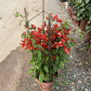 Câu hoa Giấy Đỏ Lửa (Red Samba), cao 50-60cm hoa màu đỏ cây leo giàn mạnh-86-88-92