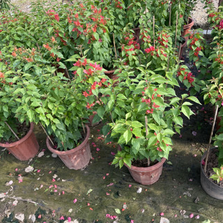 Câu hoa Giấy Đỏ Lửa (Red Samba), cao 50-60cm hoa màu đỏ cây leo giàn mạnh-86-88-92