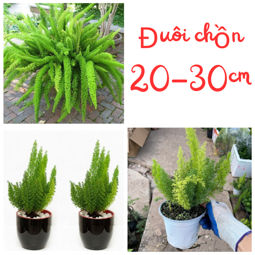Cây ĐUÔI CHỒN 20-30cm, lá xanh khỏe tán dày, cây dễ chăm sóc phát triển nhanh