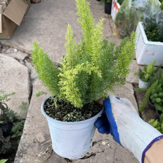 Cây ĐUÔI CHỒN 20-30cm, lá xanh khỏe tán dày, cây dễ chăm sóc phát triển nhanh