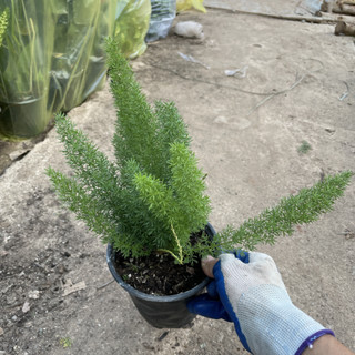 Cây ĐUÔI CHỒN 20-30cm, lá xanh khỏe tán dày, cây dễ chăm sóc phát triển nhanh