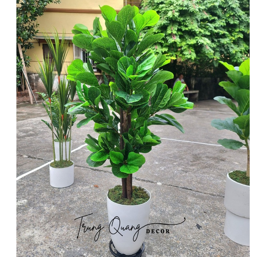 Cây Bàng Thân Gỗ, Cây Bàng Singapore giả Trang Trí Decor Nhà Cửa Bền Đẹp
