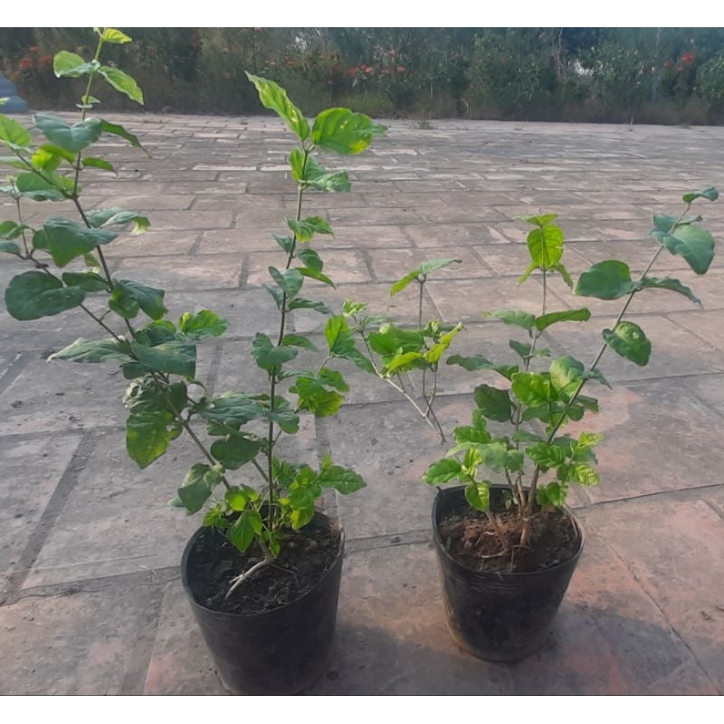 2Chậu Nhài ta thơm nức mũi