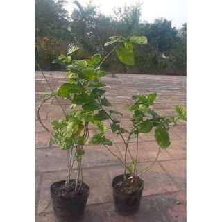 2Chậu Nhài ta thơm nức mũi