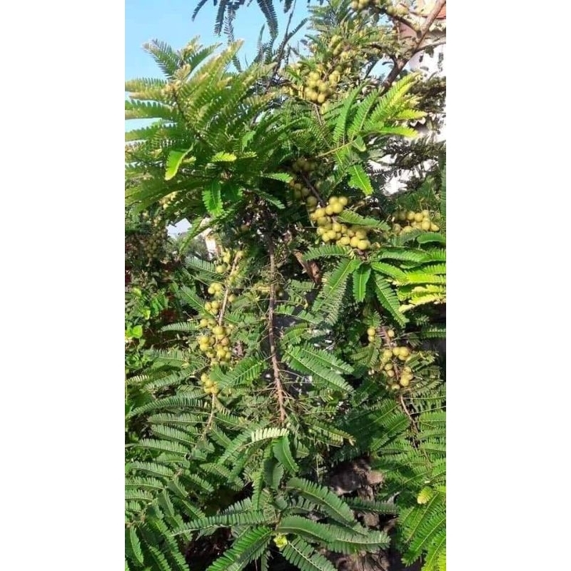 Me rừng (Mắc kham)