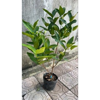roi đỏ (mận ăn phước) cây choai cho quả sớm