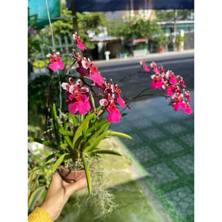 Phân Tan Chậm Magamp Plus K Nhật 6-42-6-20 Abclam