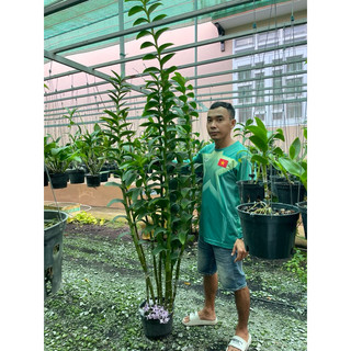 Phân Tan Chậm Magamp Plus K Nhật 6-42-6-20 Abclam