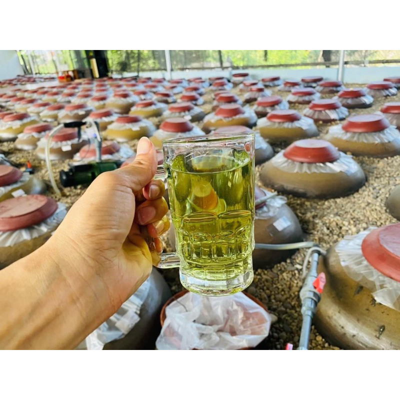 đòng đòng lúa nếp non hạ thổ, hạ thuỷ thơm êm 1l