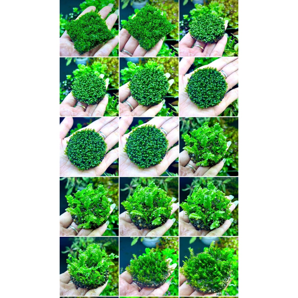 rêu thủy sinh gắn giá thể napad tròn - rêu thủy sinh , cây thủy sinh