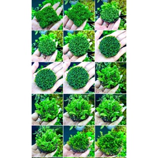 rêu thủy sinh gắn giá thể napad tròn - rêu thủy sinh , cây thủy sinh