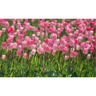 Set 10 củ Hoa Tulip Hà Lan Loại 1 – Nảy Mầm Nhanh, Trồng Tết Rực Rỡ! 🌷