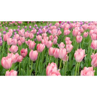Set 10 củ Hoa Tulip Hà Lan Loại 1 – Nảy Mầm Nhanh, Trồng Tết Rực Rỡ! 🌷