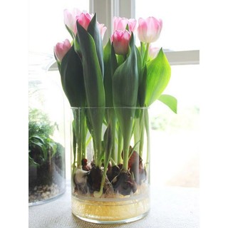 Set 10 củ Hoa Tulip Hà Lan Loại 1 – Nảy Mầm Nhanh, Trồng Tết Rực Rỡ! 🌷