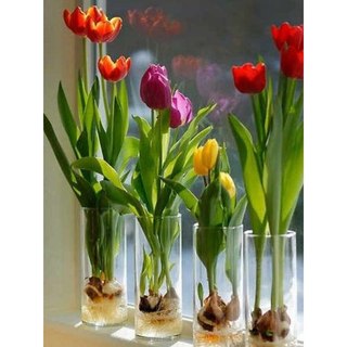 Set 10 củ Hoa Tulip Hà Lan Loại 1 – Nảy Mầm Nhanh, Trồng Tết Rực Rỡ! 🌷