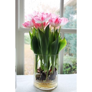 Set 10 củ Hoa Tulip Hà Lan Loại 1 – Nảy Mầm Nhanh, Trồng Tết Rực Rỡ! 🌷