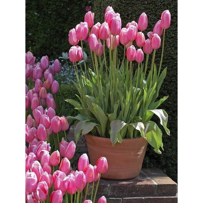 Set 10 củ Hoa Tulip Hà Lan Loại 1 – Nảy Mầm Nhanh, Trồng Tết Rực Rỡ! 🌷