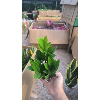 Cây kim tiền giúp gia chủ thu hút tài lộc
